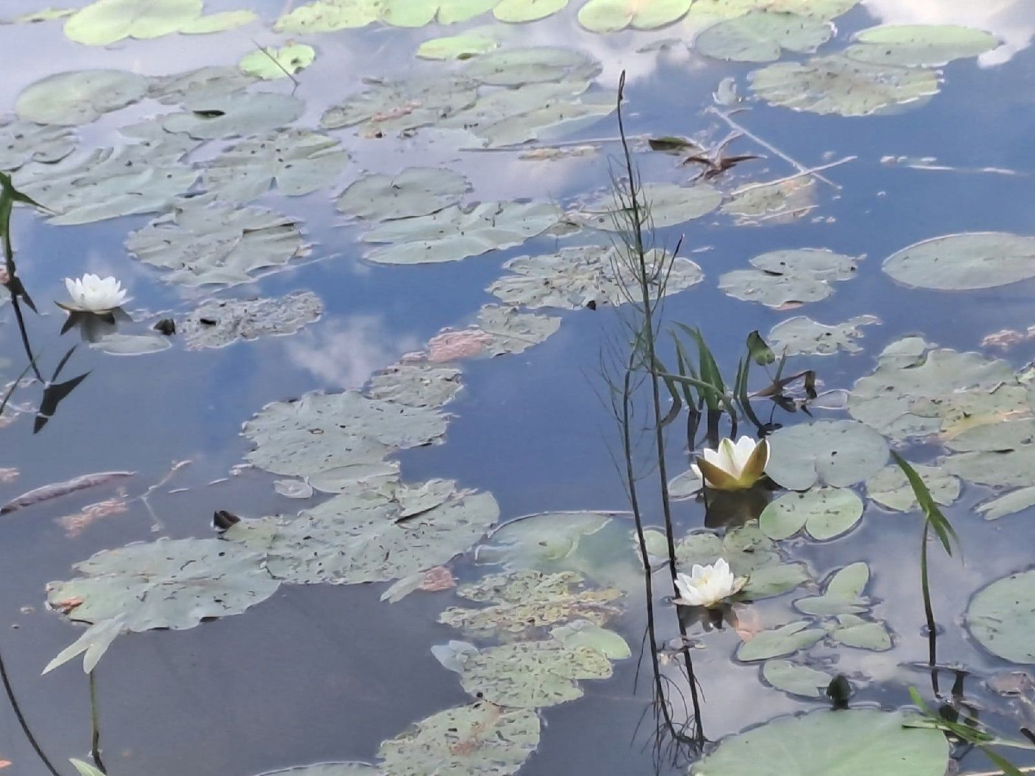 Члены МВС обнаружили краснокнижное растение на озере Сковородино Владимирской области